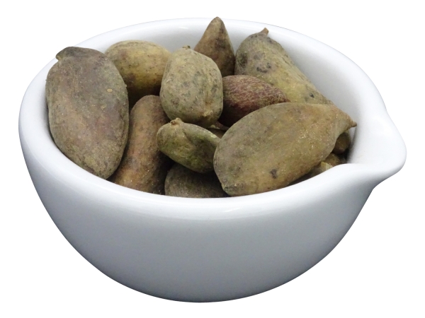 Galla chinensis Infos & TCMVersand Startpunkt